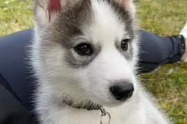 Très belle femelle Husky Sibérien, Quebec
