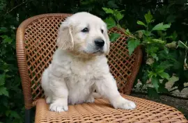 Chiot Golden Retriever femelle, Montréal