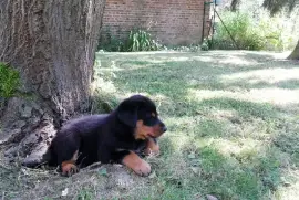 Chiot Type Berger de Beauce Femelle, San Francisco