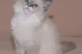 Adorable chaton type Ragdoll, San Francisco