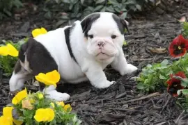Chiot Bulldog Anglais femelle, San Francisco