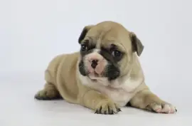 Chiot bouledogue Français femelle, Montréal