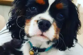 Belle femelle Cavalier King Charles, Montérégie