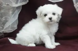 Chiot Bichon maltais, San Francisco