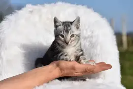 Petit chaton type Bengal, San Francisco