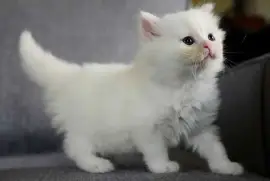 Chaton British Longhair femelle LOOF, San Francisco