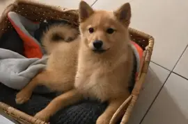 Jolie Chiot Spitz Finlandais., Montréal
