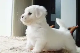 Chiot Coton femelle non lof, San Francisco