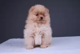 Adorable Pomeranie mâle nain orange, San Francisco