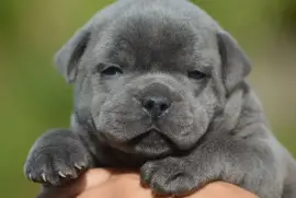 Chiot STAFFORDSHIRE BULL TERRIER Femelle, San Francisco