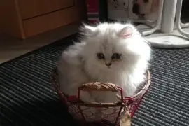 A donner Chaton persan chinchilla femelle, Toronto