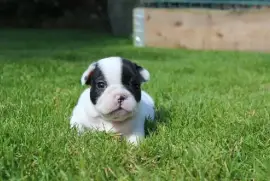 A donner bouledogue français femelle, Ottawa