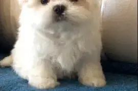 A donner chiot type bichon maltais femelle, Toronto