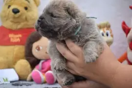 Chiot Chow Chow femelle à donner, Toronto