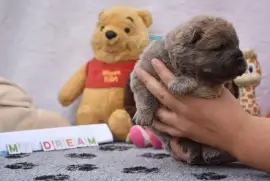 Chiot Chow Chow femelle à donner, Toronto