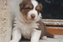 A donner 1 femelle Berger Australien, Toronto