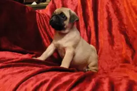 chiot femelle carlin à donner, Toronto