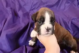 A donner chiot type boxer femelle, Iqaluit
