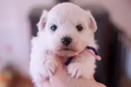 A donner chiot type bichon Frisé femelle, Toronto