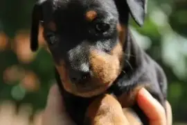 A DONNER chiot type pinscher nain femelle, Québec