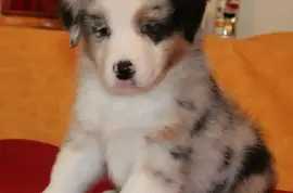 Chiot Berger Australien Femelle Non Lof, Québec