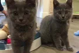 superbes  Chatons Chatreux Mâle et Femelle, Québec