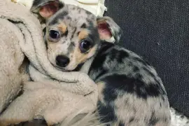 Intelligente Chiot Chihuahua femelle de poil court, Quebec