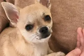 Magnifique Chiot Chihuahua femelle de poil court, Quebec