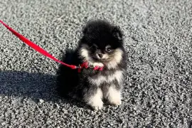 Adorable chiot Spitz nain Poméranien Femelle, Montréal