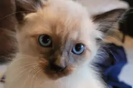 Chatons croisés Siamois et Siamois Sphynx 900$ nég, Eastman