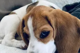 Admirable Chiot Beagle femelle de 3 mois, Quebec