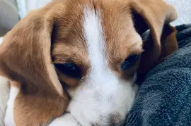 Admirable Chiot Beagle femelle de 3 mois , Montréal