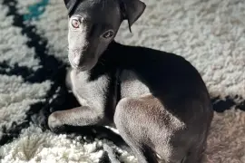 Magnifique Chiot Petit Lévrier Italien femelle, Montréal