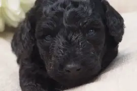 A DONNER Chiot caniche femelle , Milton