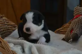 A DONNER Chiot Border Collie femelle, Gatineau