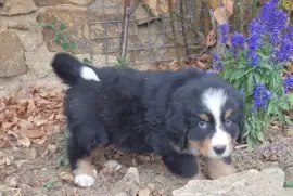 Chiot de race Bouvier bernois a donner, Sherbrooke