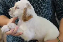chiot Setter Anglais femelle à donner, Milton