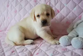 Donne super petite chiot type labrador, Toronto