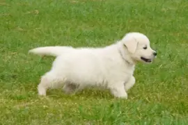 A DONNER Splendide chiot type Golden retriever, Edmonton