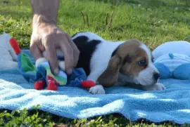  A donner beagle femelle, Winnipeg