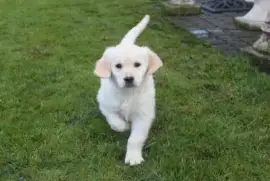 Chiot Golden retriever Femelle, Trois-Rivieres