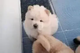 Magnifiques chiots chow chow, Cotonou