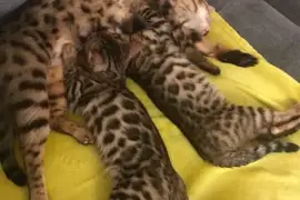 Chatons Bengale à donner , Saint-Hippolyte