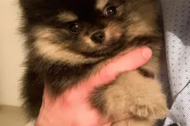 Adorable chiot Spitz nain Poméranien Femelle, Quebec