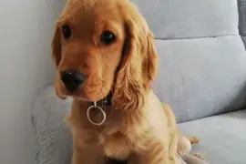 Très belle chiot Coker Anglais femelle de 3 mois., Quebec