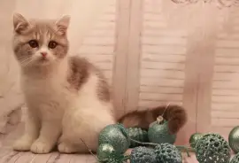 Chaton British Shorthair mâle et femelle , Québec