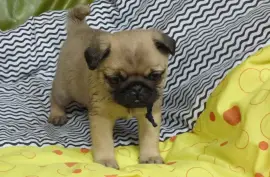 chiot superbe Carlin Femelle, Montréal
