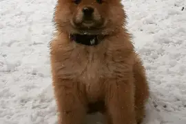 Adorable chiot Chow Chow femelle, quebec