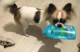 Très belle Chiot Chihuahua femelle de long Poil, Montréal