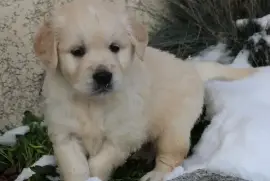 Chiot Golden Retriever , Saint-Hyacinthe